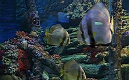 Siam Ocean World Bangkok_3274.JPG